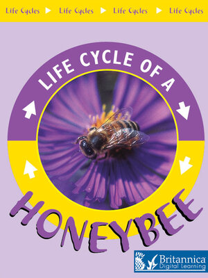 Cover of Life Cycle of a Honeybee